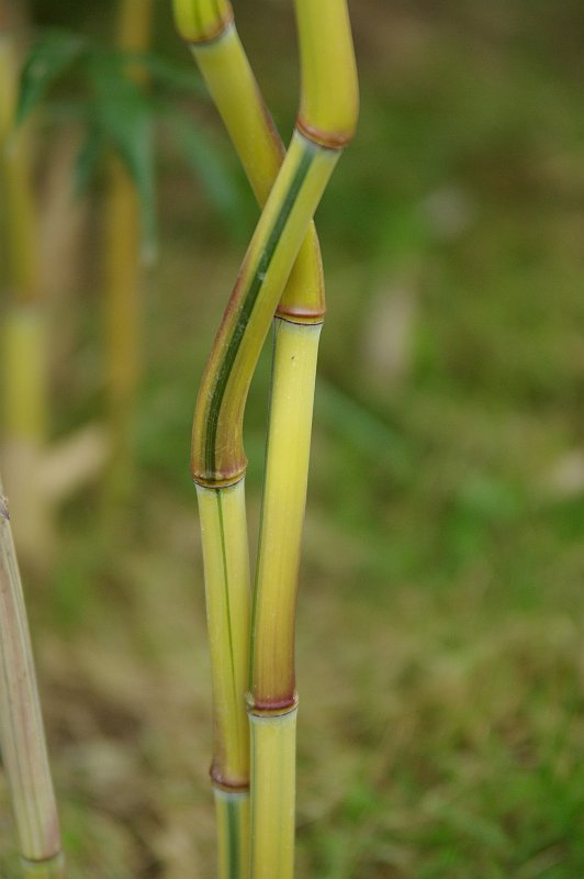 Phyllostachys aureosulcata spectabilis